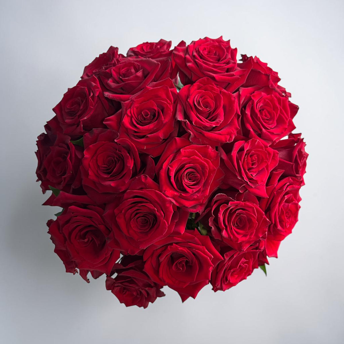 Explorer Rose red (Compact)