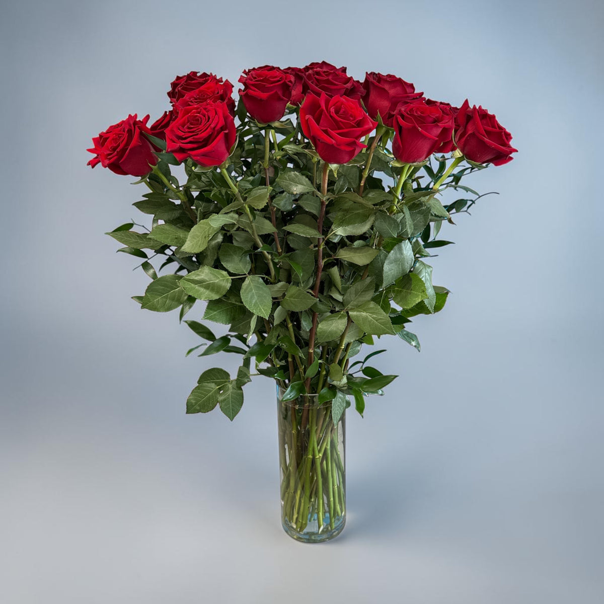 Explorer Red Roses