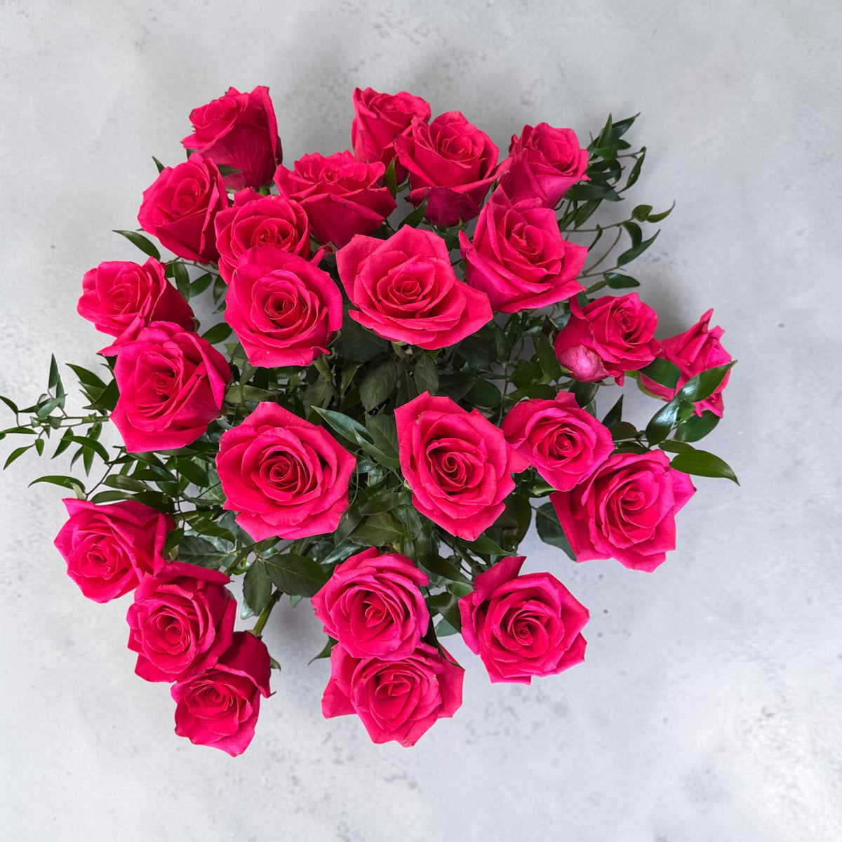 Hot Explorer roses