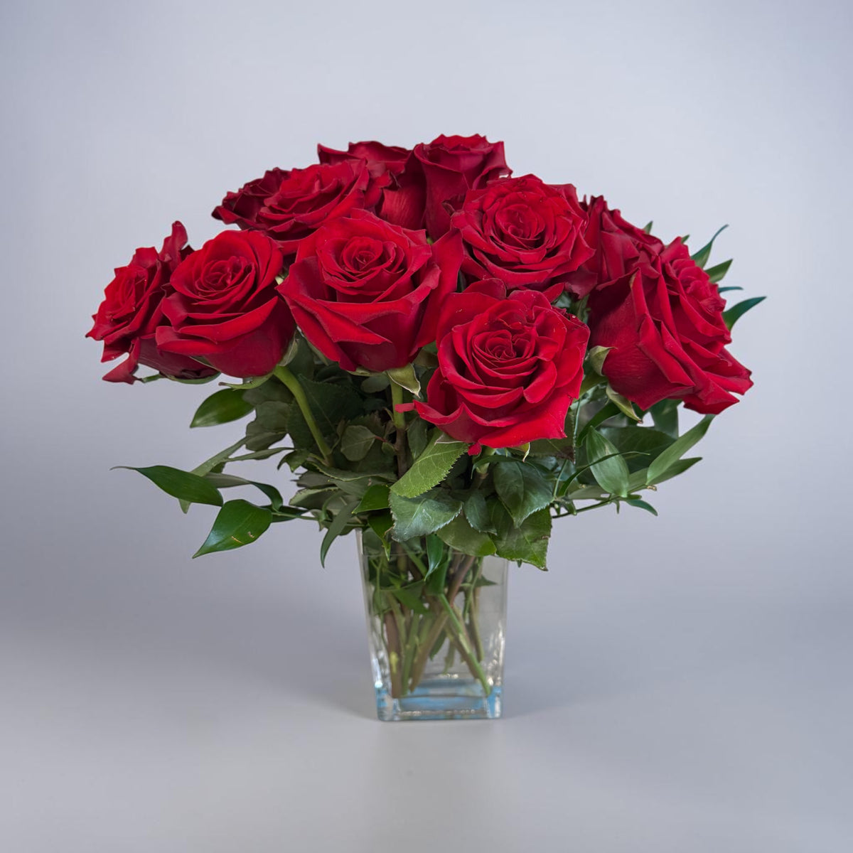 Explorer rose medium (Red)
