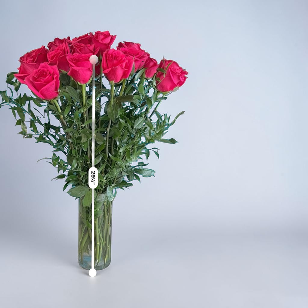Hot Explorer roses