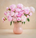 Peony pink