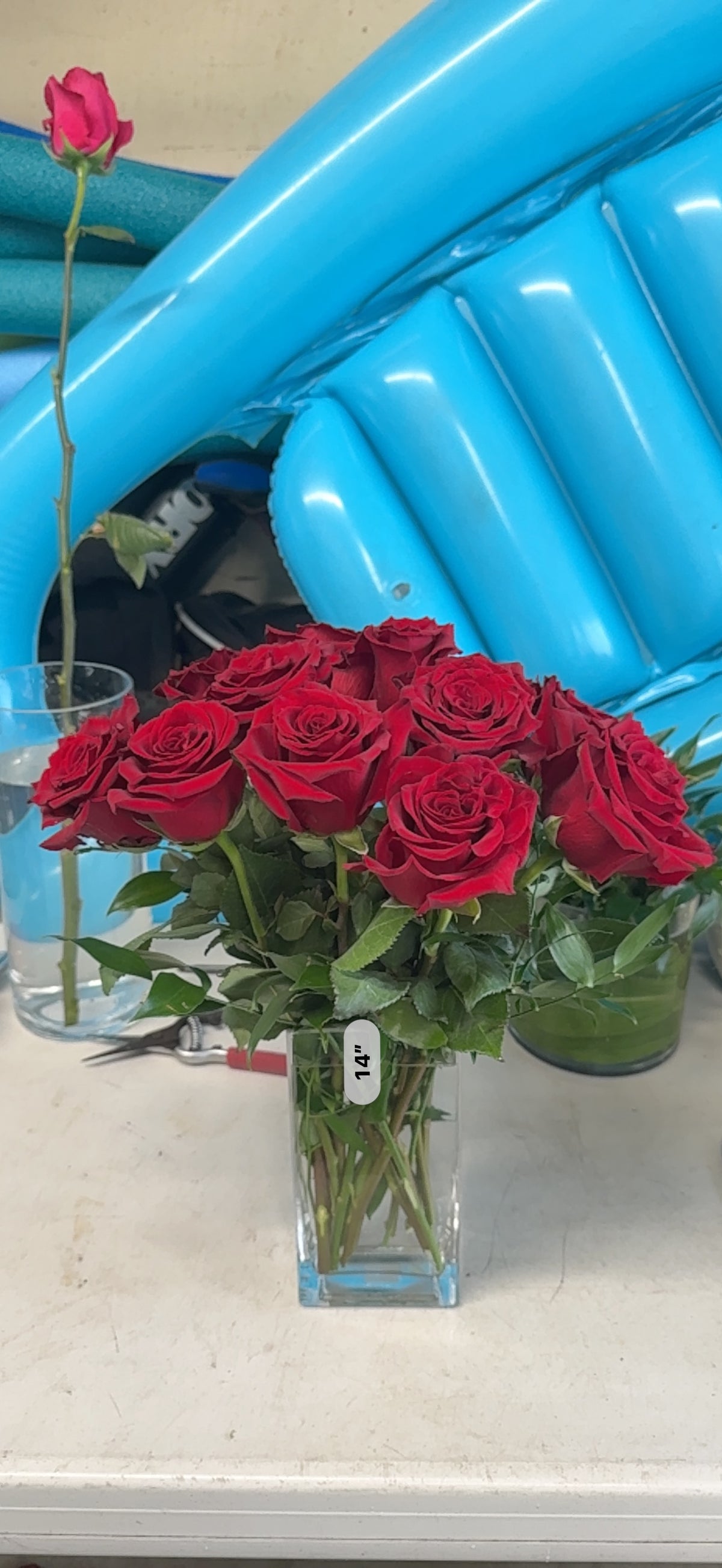 Explorer rose medium (Red)