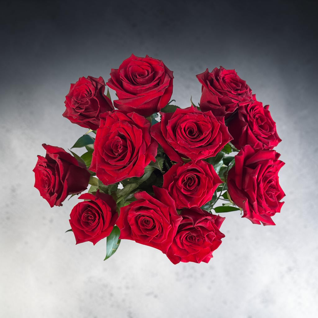 Explorer rose medium (Red)