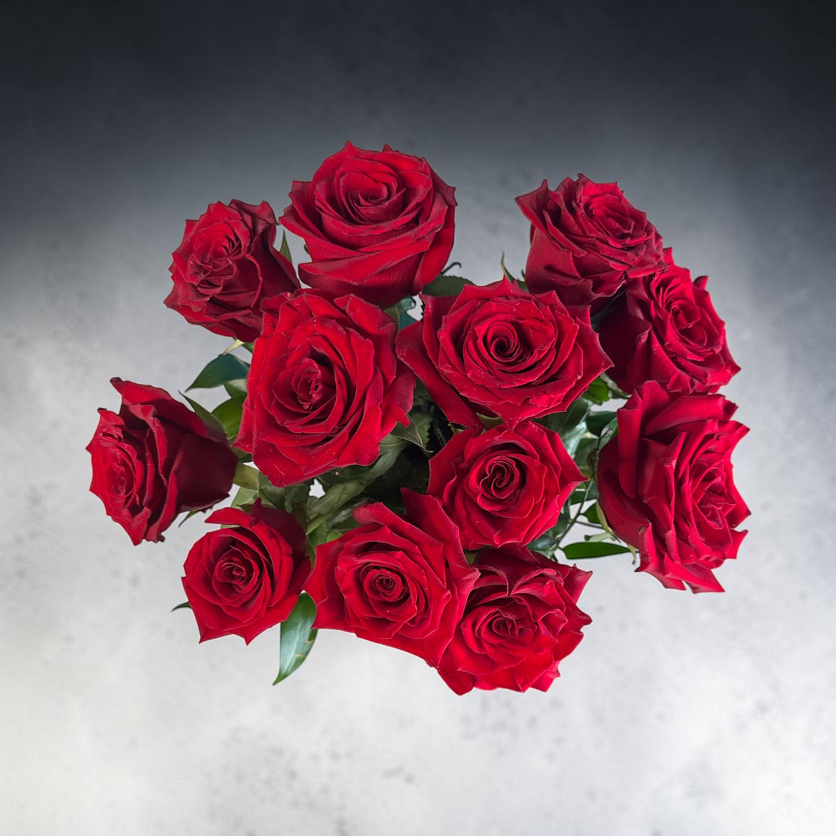 Explorer rose medium (Red)