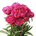Peonies hot pink