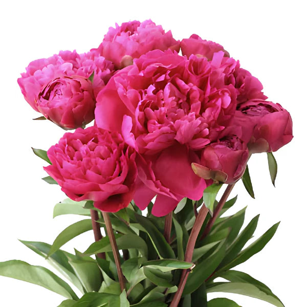 Peonies hot pink