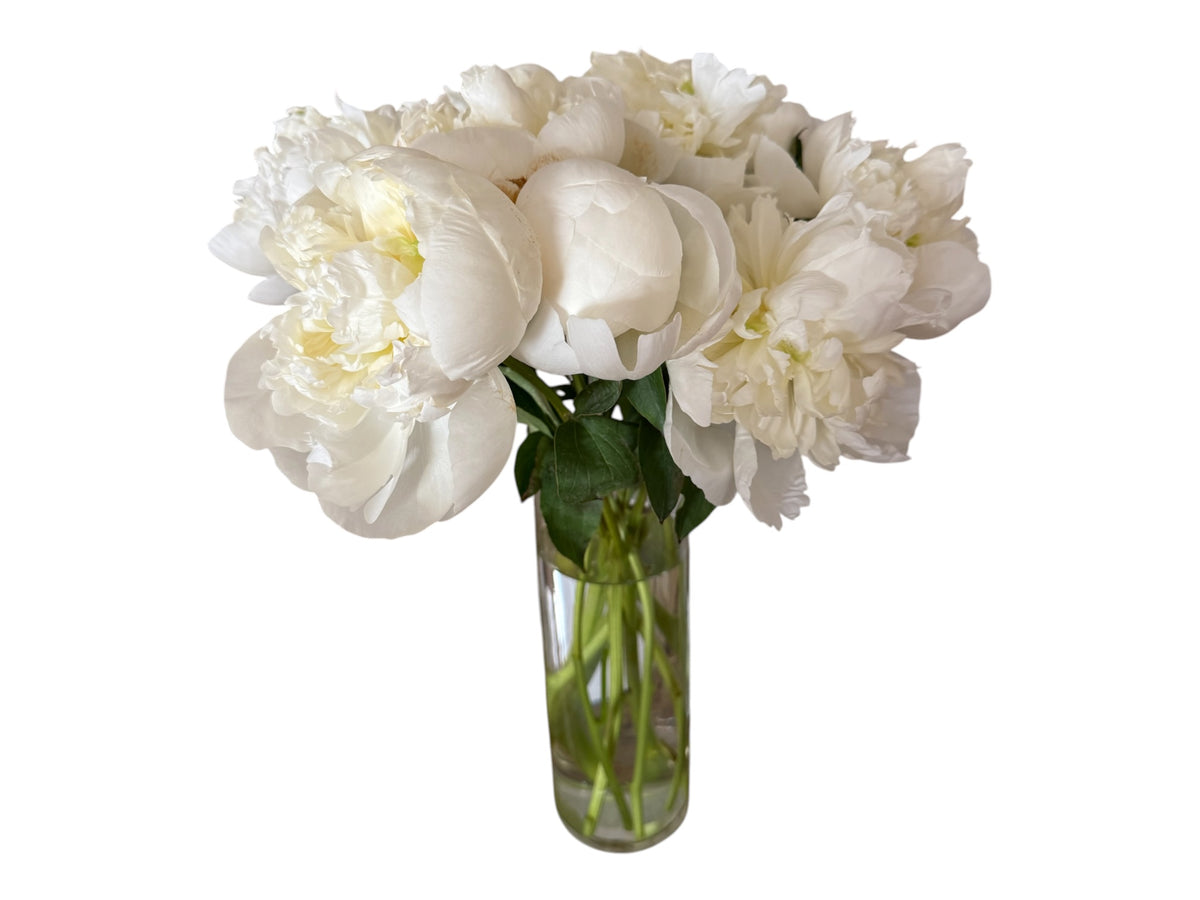 Peony white