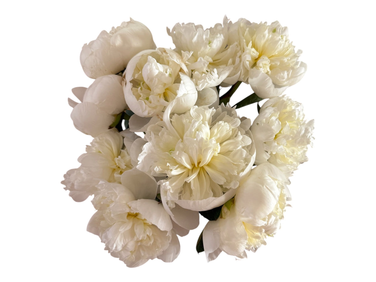 Peony white