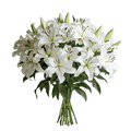 Lily white