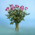 Purple roses